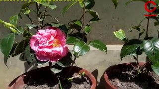 ডিসেম্বর থেকে মার্চ ক্যামেলিয়া গাছের সম্পূর্ণ পরিচর্যা |Camellia Plant Care in Winter