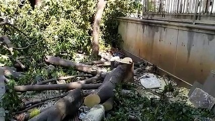 अवैध रूप से पेड़ काटने का आरोप