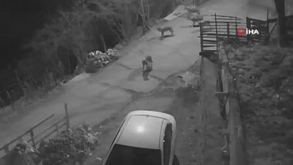 Giresun'da aç kalan kurtlar sürü halinde yerleşim yerine indi