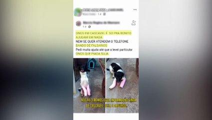 Mulher critica ONG Cascavelense após não receber atendimento para o animal de estimação dela