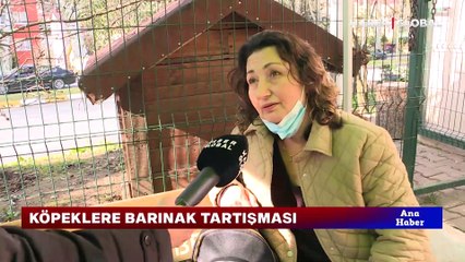 Köpeklere barınak tartışması! Hayvanseverler kısırlaştırıp sokağa bırakılmasını istiyor