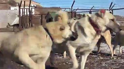 Uzmanı uyardı: Pitbullar insan elinde katilleşiyor