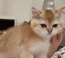 Kylie Jenner Introduced Fans to Her Family's Newest Addition