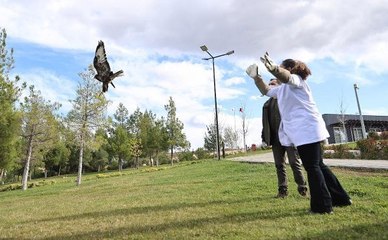 TEDAVİLERİ YAPILAN KIZIL ŞAHİN İLE BAYKUŞ DOĞAYA BIRAKILDI