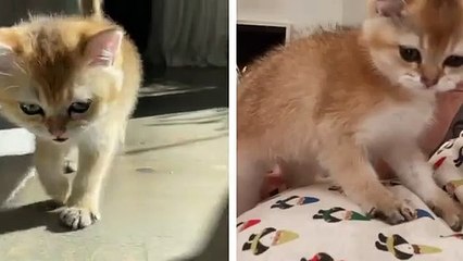 Kylie Jenner shows off her baby bump and adorable kitten