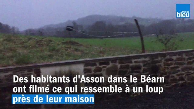 Un loup a-t-il tué six brebis dans l'est du Béarn ?