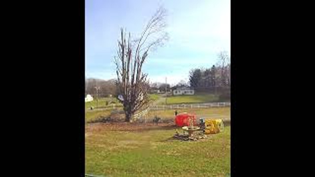 Tree Trimming Fail Sends People Flying