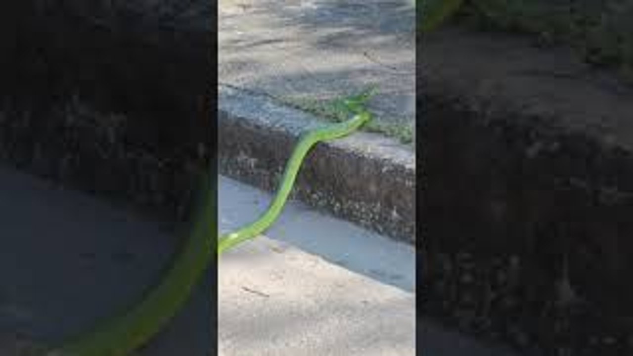 Red-Tailed Racer Snake Climbs Tree to Safety