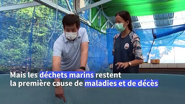 Thaïlande: les tortues marines sont de retour mais toujours menacées