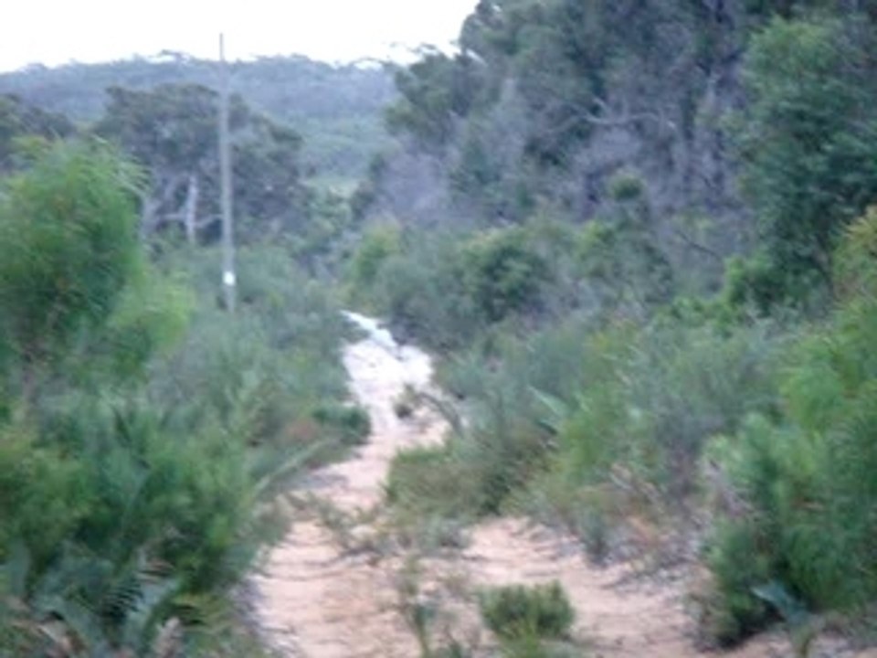 Emu Augusta Australia