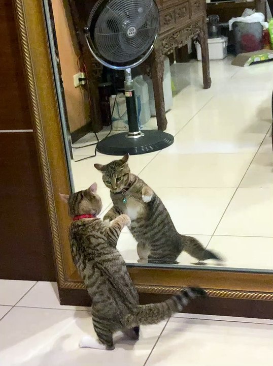 Curious Kitten Discovers Reflection