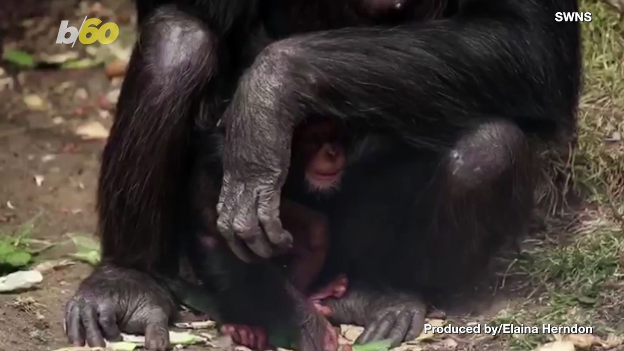 Cute Cuddles! This Chimp is One of the Most Ado...