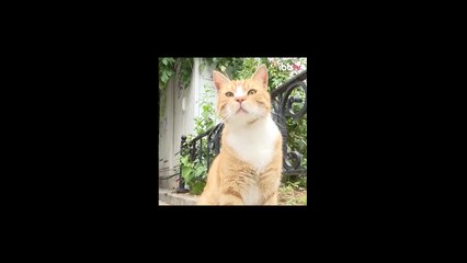 Ekrem İmamoğlu Sokak Hayvanları