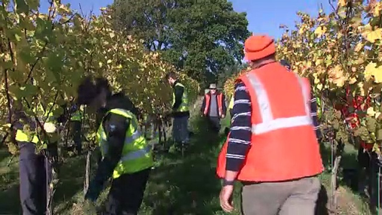 Sekt made in England? Britische Schaumweine nach dem Erfolgsrezept des Champagners