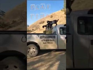 Baby Goats Dance on Top of Truck