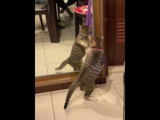 Curious Kitten Discovers Reflection