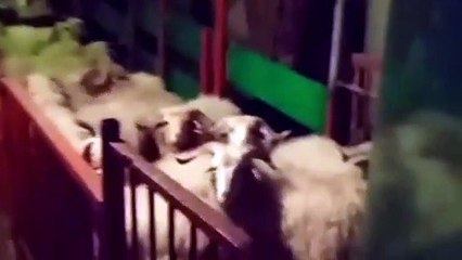 الحنيفات يوضح لـ"رؤيا" سبب منع شحنة الخروف الجورجي من دخول الأردن