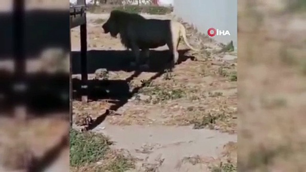 Yetişkin aslan, yeni doğan yavrusunu yedi