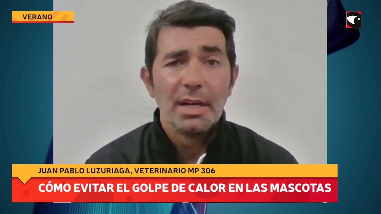 Cómo evitar el golpe de calor en las mascotas