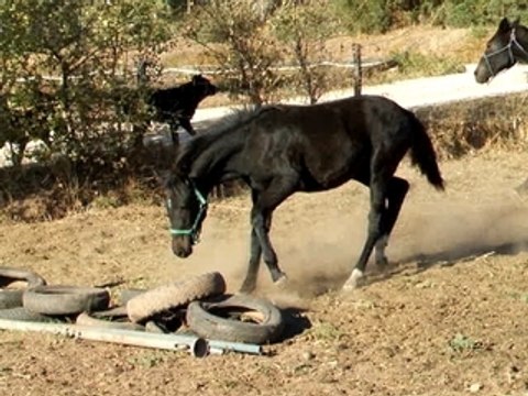 pouliche noire liberté