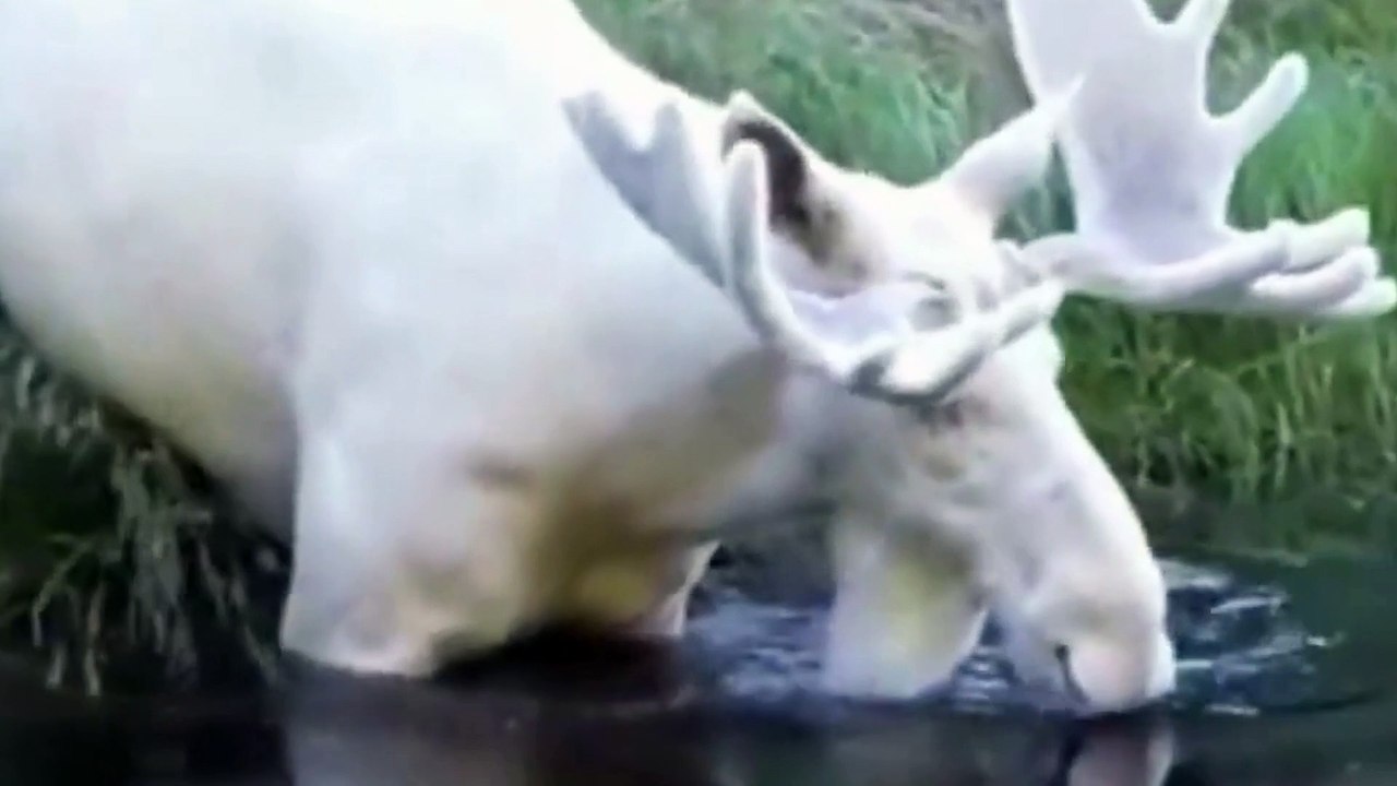 very graceful white deer