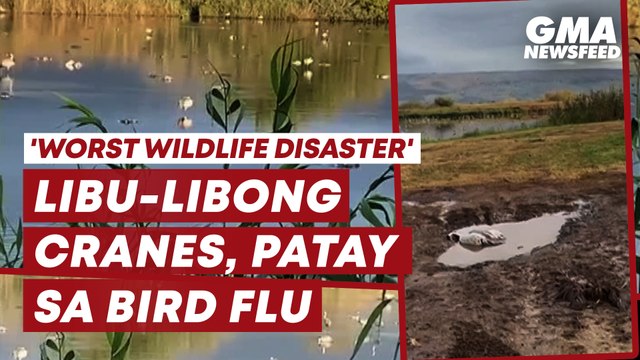Worst wildlife disaster in Israel | GMA News Feed