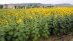 Queensland farmer uses drone to plant sunflower crop