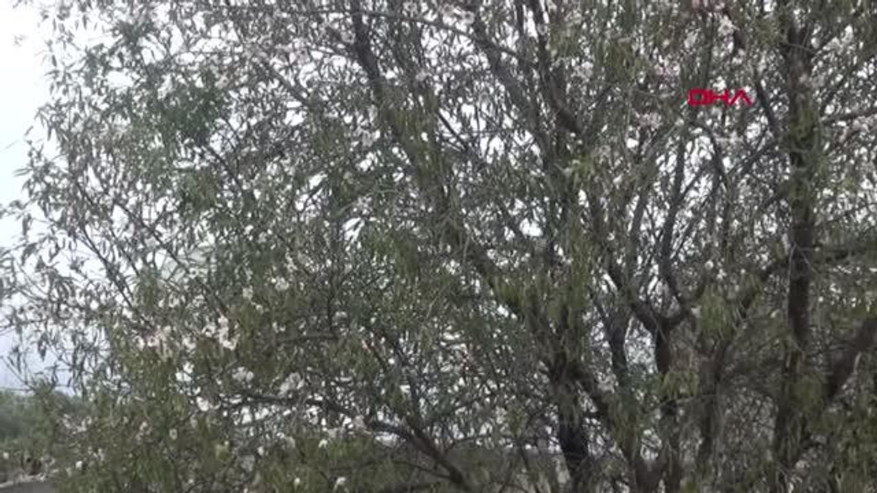 MEVSİMİNİ ŞAŞIRAN BADEM AĞACI ÇİÇEK AÇTI