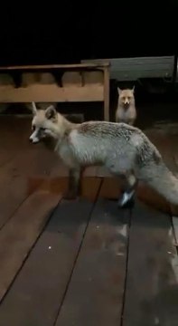 KAFESİNE GELEN TİLKİLERİ BESLEDİ; GÖRÜNTÜLER SOSYAL MEDYADA İLGİ GÖRDÜ