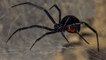 Voici la liste des araignées les plus dangereuses