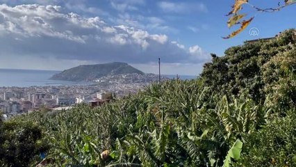 Alanya, tropikal meyve bahçeleriyle alternatif turizme hizmet ediyor