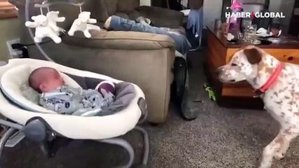 Yenidoğan bebekle top oynamak isteyen köpek izleyenleri gülümsetti