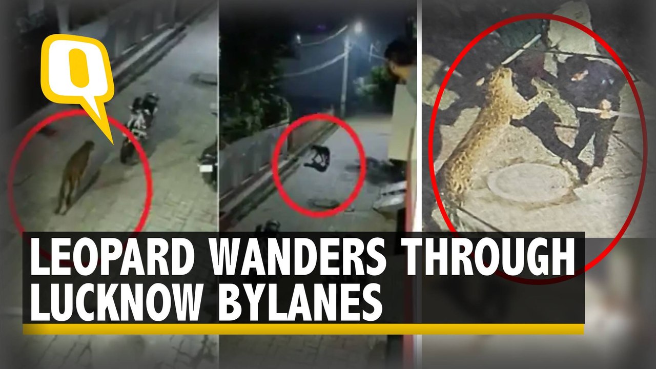 Watch | Leopard Prowls Through Streets of Lucknow, Strikes Terror Among Residents