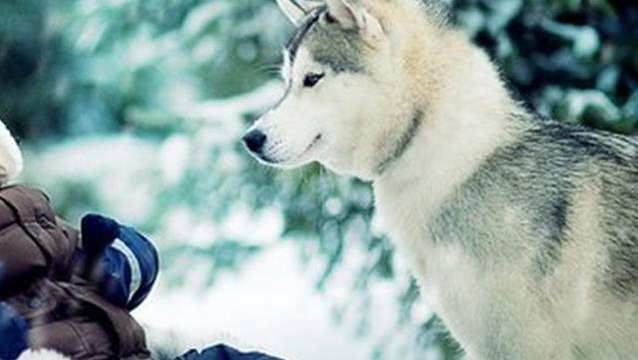 Kurt bebek masmavi gözleri ve tüyleri ile görenleri şaşırtıyor! Ailesinin tek korkusu çocuklarının kötü sözlere maruz kalması