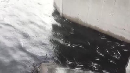 Aslantaş Baraj Gölü'nde toplu balık ölümleri gözlendi