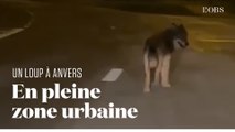 Un loup aperçu dans le port d'Anvers, ville la plus peuplée de Belgique