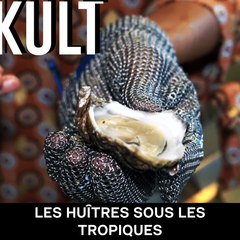 Les huîtres sous les tropiques.
