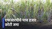 Sugar factories have paid 5000 crore FRP to Farmer |  एफआरपीचे पाच हजार कोटी जमा | Sakal Media