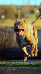 Bully The Pitbull - Dog Lover  - PetTok