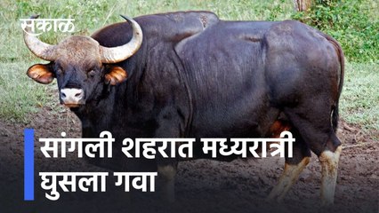 Sangli: गव्याचा गवगवा, सांगली शहरात मध्यरात्री घुसला गवा