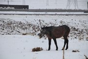 Kışın başıboş bırakılan atların hali yürek burkuyor