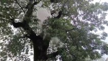 Neem tree caught fire, embers kept coming out