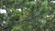 Close-Up video of pine nut  leaves while raining