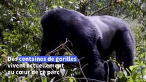 Rwanda: des gorilles luttent pour leur espace dans un parc national