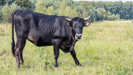 FEMME ACTUELLE - Échappé de l’abattoir, un taureau sauvé grâce à une cagnotte en ligne !