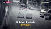 Nallıhan ilçe merkezine geyik indi