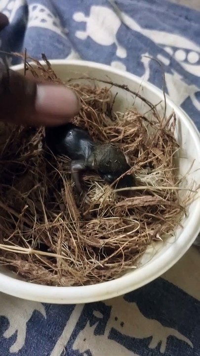 Welcoming Ratatouille to our Daily motion channel  | funniest animals | pets videos | pets comedy | ROFL | LOL