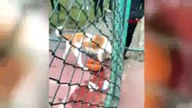Basketbol oynayanlara pitbull saldırısı: 2 yaralı