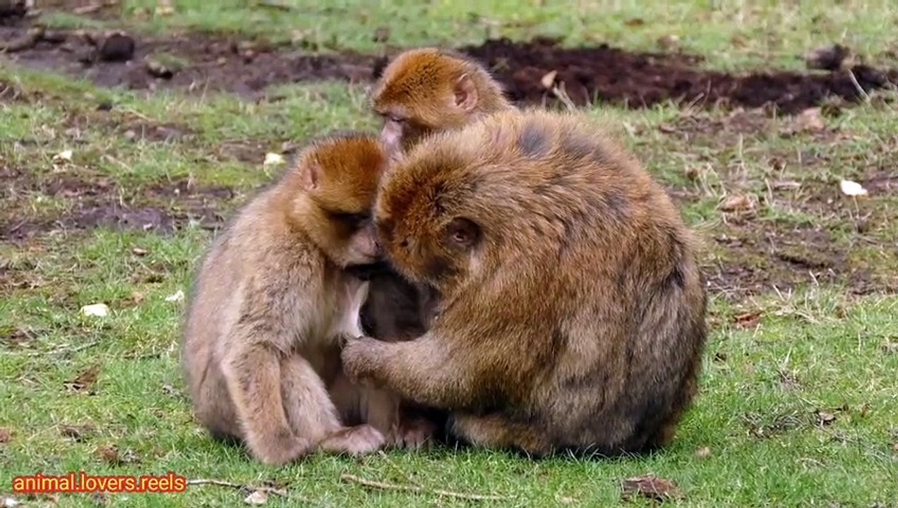 cute animals