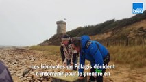 Un bébé phoque s'est échoué sur l'Île de Ré